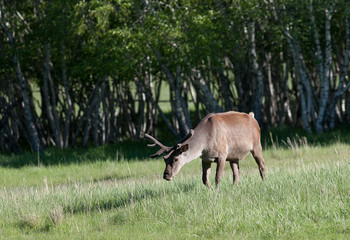 Young deer in the birch forest.