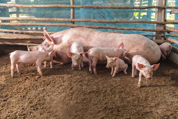 Pigs on a farm