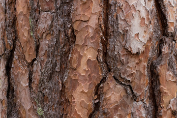 Texture of a pine tree bark