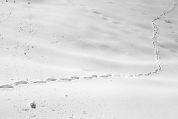 Traces dans la neige