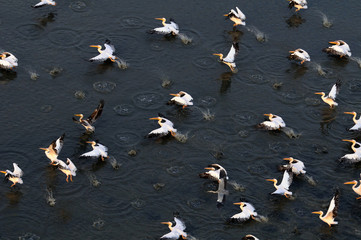 Synchronous flight of White Pelicans over Manych lake