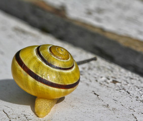 End of the snail