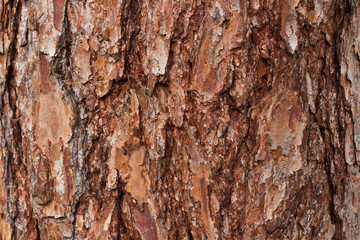 Larch tree bark texture