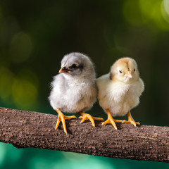 Cute chicks