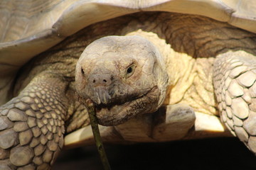 Tortuga de las Galápagos, Chelonoidis nigra