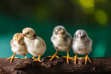 Cute chicks