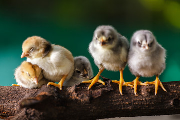 Cute chicks