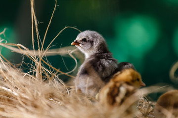 Cute chicks