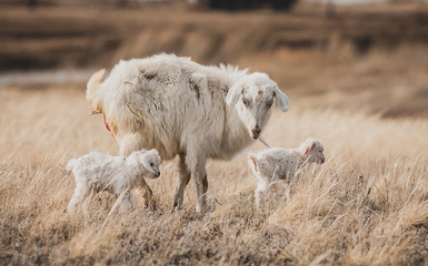 Fototapeta premium Sheep and newborn lambs