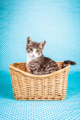 H&uuml;bsches K&auml;tzchen im K&ouml;rbchen retro style