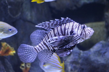 Pez escorpión, Pterois miles