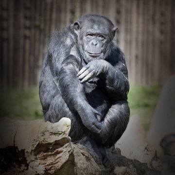 The Chimpanzee thinking. Retro style filtered picture.