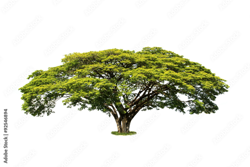 Wall mural Tree on white background