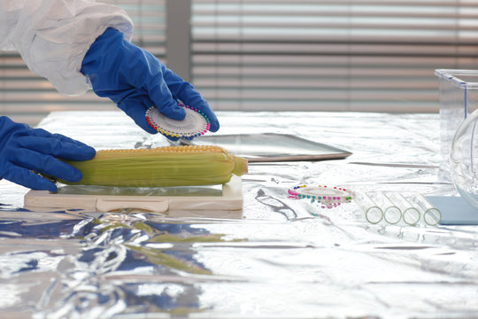 GMO - Scientist dressed in protective gear working with sweetcorn over the table in lab