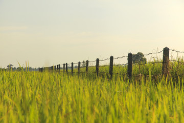 Obraz premium Rice field