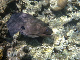Obraz premium The single giant brown moray eel in a coral reef in the red sea in Egypt