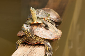Two Painted Turtles in Sigapore Botanical Garden.Horizontal.