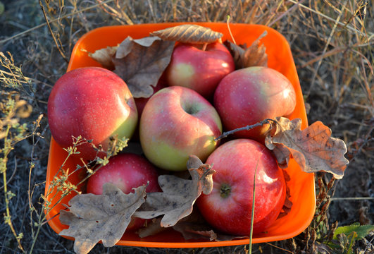 Bowl of apples in the light of the setting sun, beautiful autumn still life
