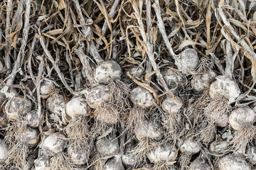 harvested garlic