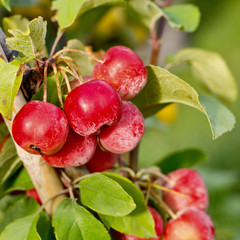 Crabapples in a tree