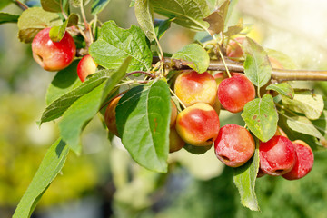 Crabapples in a tree