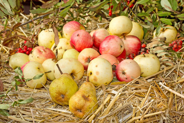 Fresh organic apples and pears