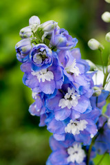 Blue delphinnum close up