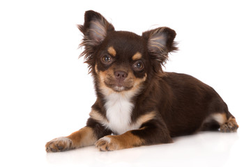 brown chihuahua dog on white