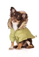 brown chihuahua dog in a winter jacket