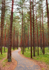 Old path in the pine forest.