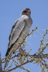 Goshawk