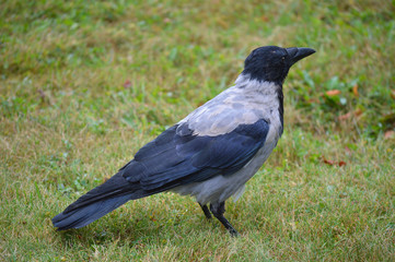 Crow