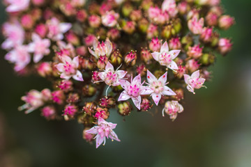 Matrona Sedum spectabile