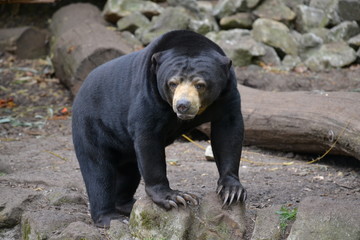 Malaienbär