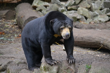 Malaienbär