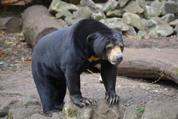 Malaienbär
