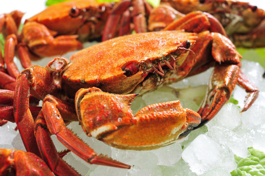 raw velvet crabs on crushed ice
