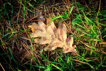 Autumn leaf