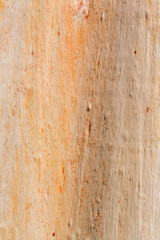 Fototapeta na wymiar Tree bark close up view as background