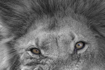 lion´s eyes