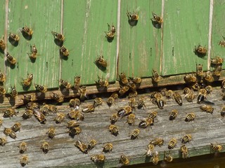 bees and hive