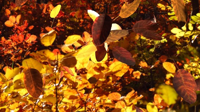Falling cotinus leaves in autumn forest with smoke bush trees in background