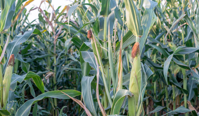 Green corn field