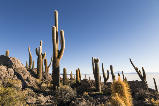 Cactus