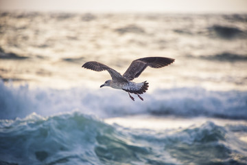 Fototapeta premium Flying seagull over the blue sea
