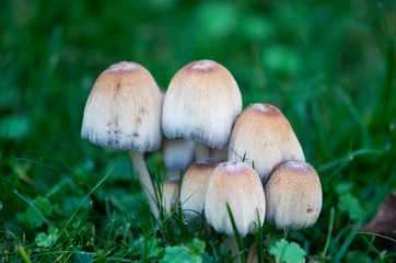 Mushrooms