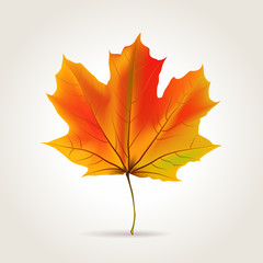 Leaf background