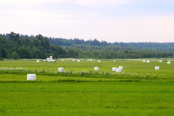 At the farms in Kupiskis district. The Lithuania.