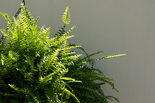 Boston Fern Outside