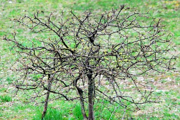 Spring in the Vilnius city - bush in the field